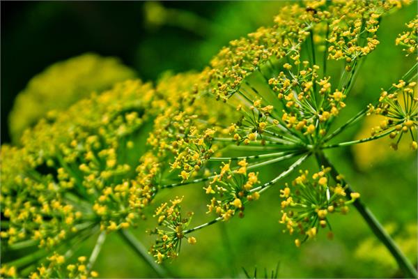 Sweet Fennel Essential Oil (English)