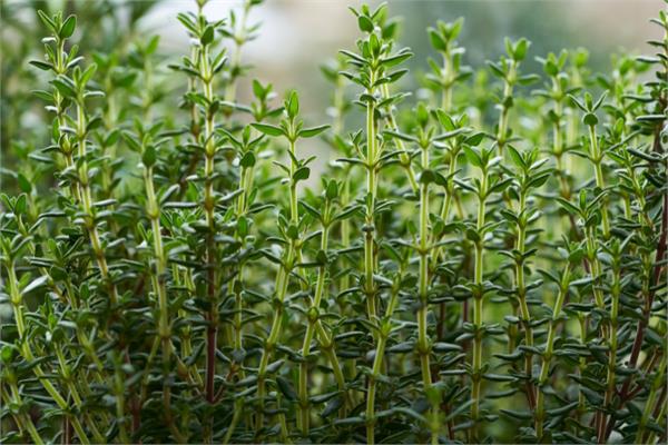 Sweet Thyme Essential Oil <br> (linalool ct.)