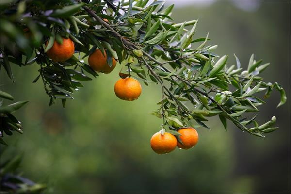 Tangerine Essential Oil (Cold Pressed)