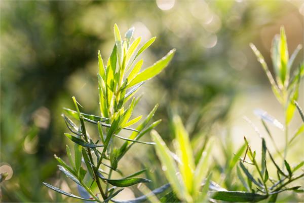 Tarragon Essential Oil