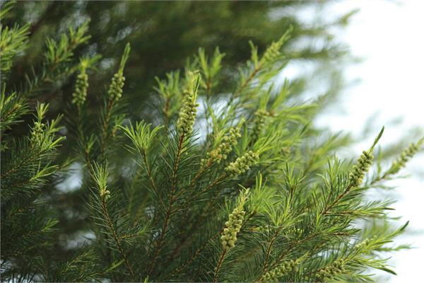 Tea Tree Essential Oil