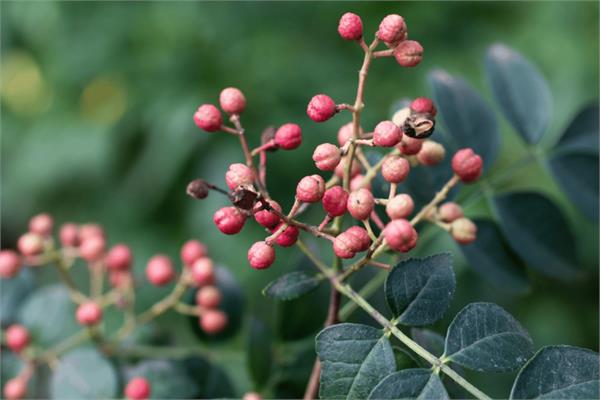 Tomar Seed Essential Oil