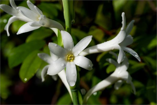 Tuberose Absolute