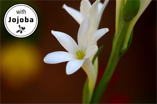 Tuberose in Jojoba