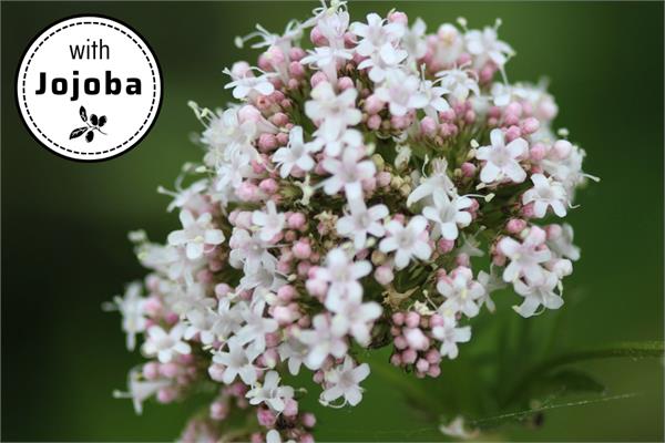 Valerian Root in Jojoba