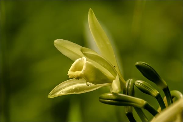 Vanilla Absolute