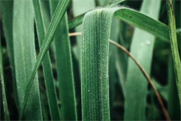 Vetiver Essential Oil-Will be back Soon-Organic still in stock