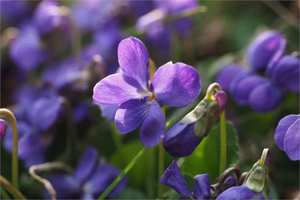 Violet Leaf Absolute