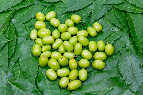 Virgin Neem Oil