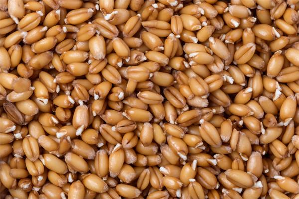 Wheat Germ Oil (refined)