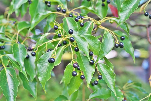 White Camphor Essential Oil 