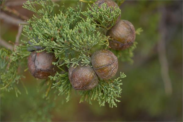 White Cypress Essential Oil 