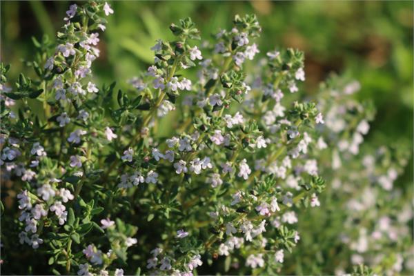 White Thyme  Essential Oil