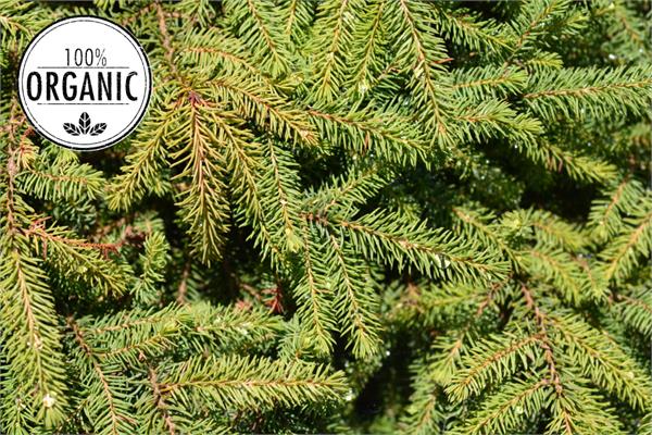 Wild Black Spruce Essential Oil
