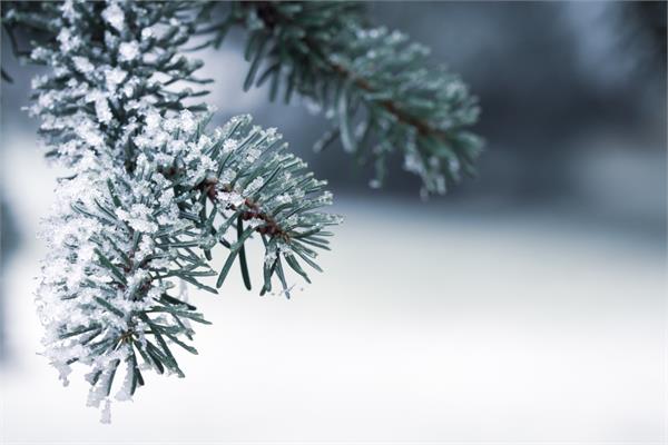 Winter Blend Synergy