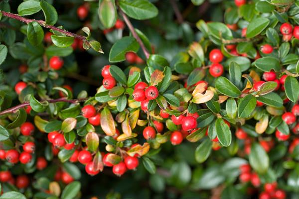 Wintergreen Essential Oil (China)
