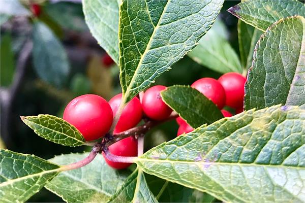 Wintergreen Essential Oil (Nepal)