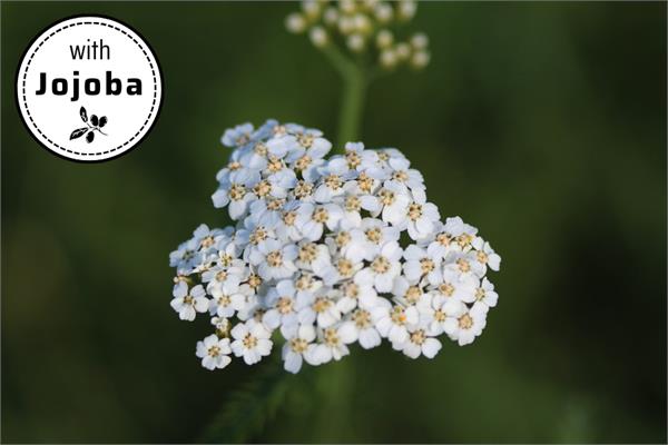 Yarrow, Blue in Jojoba