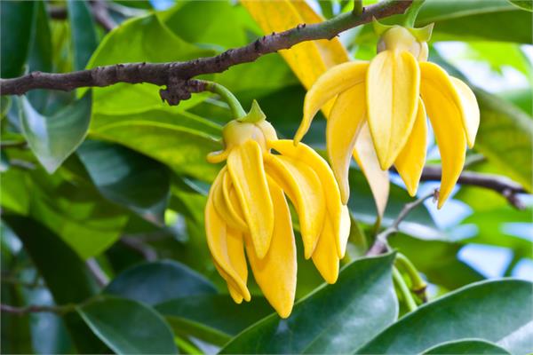 Ylang Ylang Essential Oil, Bourbon Extra 