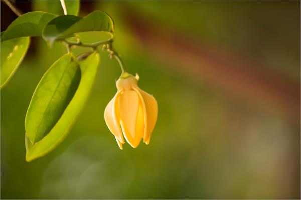 Ylang Ylang Essential Oil, Complete -See Organic Ylang Ylang Complete