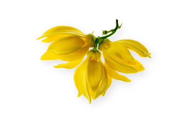 Ylang Ylang Essential Oil