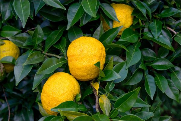 Yuzu Essential Oil